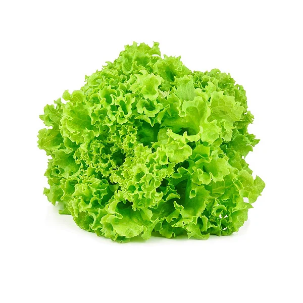 Alface - folhas verdes crocantes, frescas e higienizadas, com folhas bem verdes e sem manchas